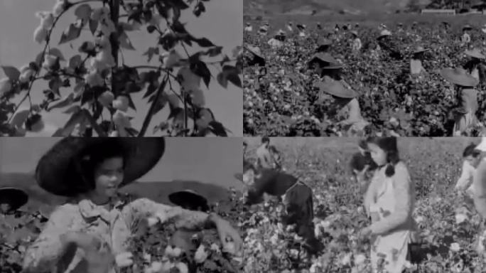 50年代 广东的棉花生产