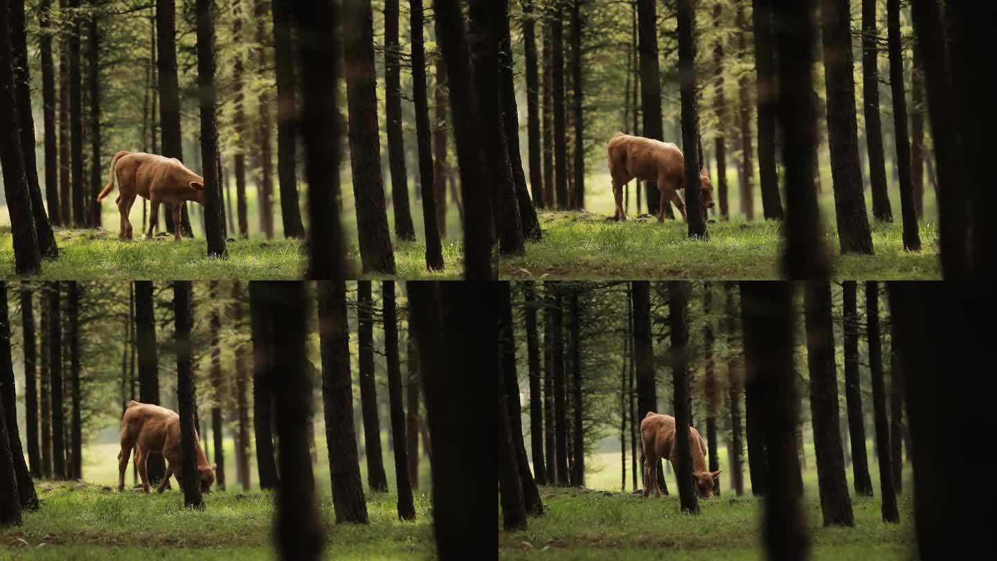 树林里的牛
