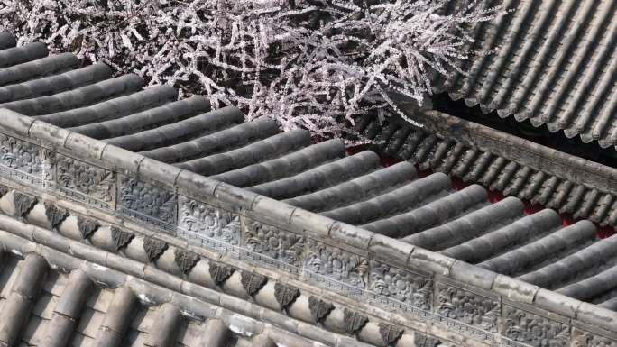 西安地标广仁寺寺庙红墙拱门山桃花春天航拍