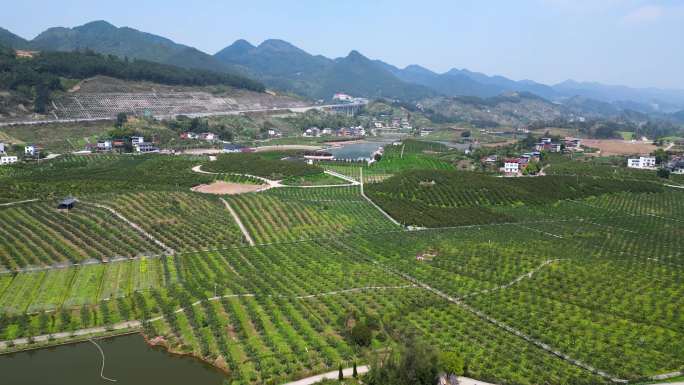 橘子园 乡村田园风光航拍4K