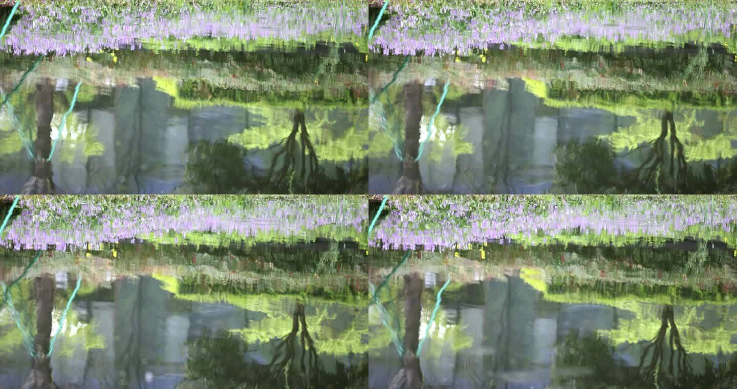 春天紫色二月兰倒映在湖里唯美治愈