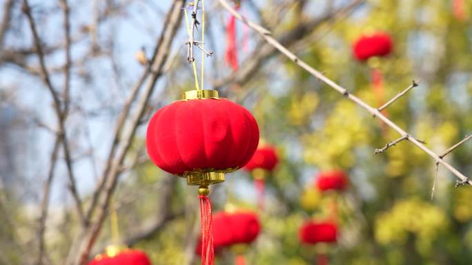 树枝 春节 装饰 小红灯笼 过年 气氛围