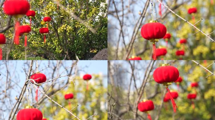 树枝 春节 装饰 小红灯笼 过年 气氛围