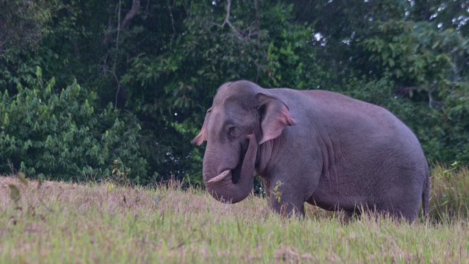 泰国，印度象(elephhas maximus indicus)面朝左边，摇着尾巴，扇动耳朵，鼻子抓
