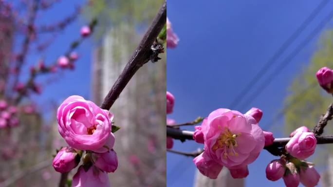 花春天美景万物复苏自然风光街边小花