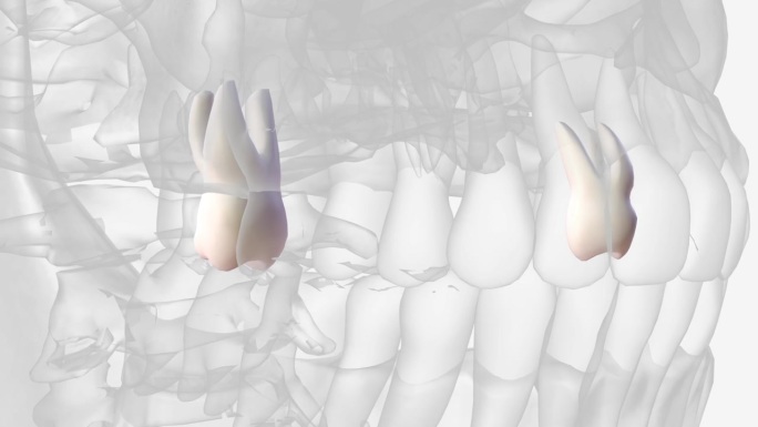 上颌第二磨牙在解剖上与上颌第一磨牙相似。