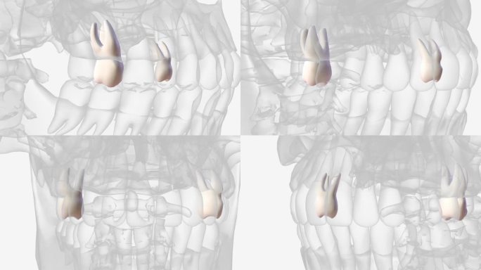 上颌第二磨牙在解剖上与上颌第一磨牙相似。