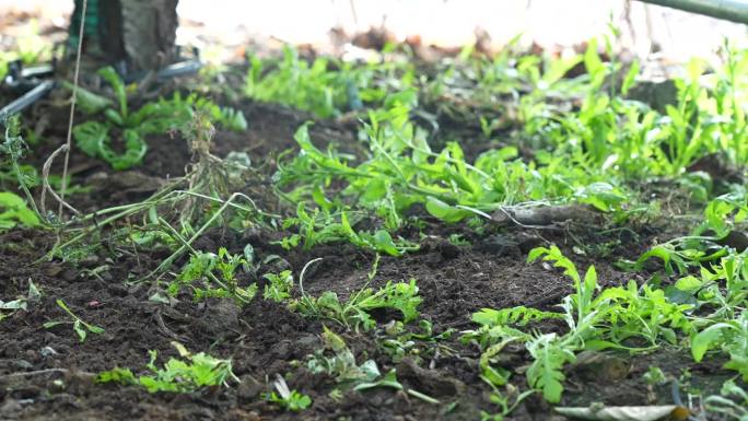 除草 锄地 大棚种植 大棚除草 农民干活