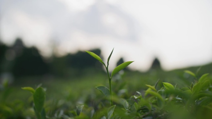 美丽的绿茶田与山的背景