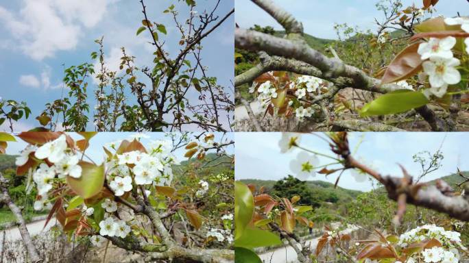 春天梨花盛开 邹堂梨花 地都梨花