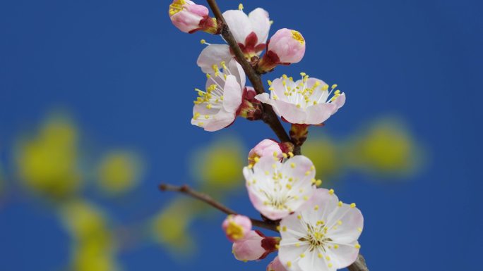 桃花 花开特写 花蕊 花开延时 桃花开放