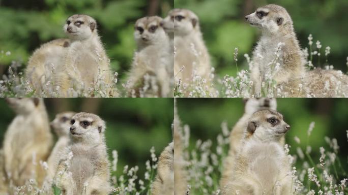 【4k】100帧狐獴上海野生动物园