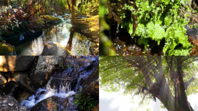 水气森林 大自然 水源 阳光 山间的小溪