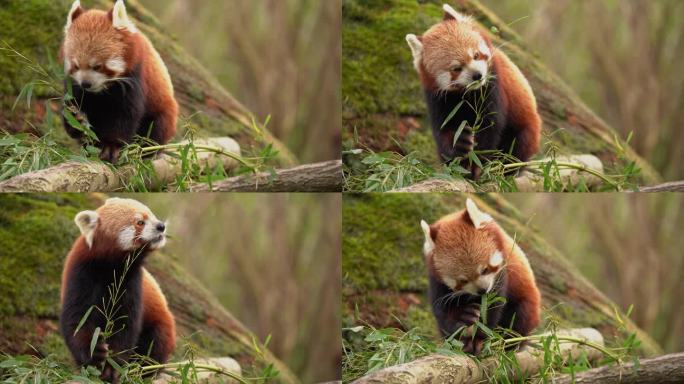 可爱可爱的小熊猫，有活力的火毛，咬着竹子，拿着竹子吃，长焦特写