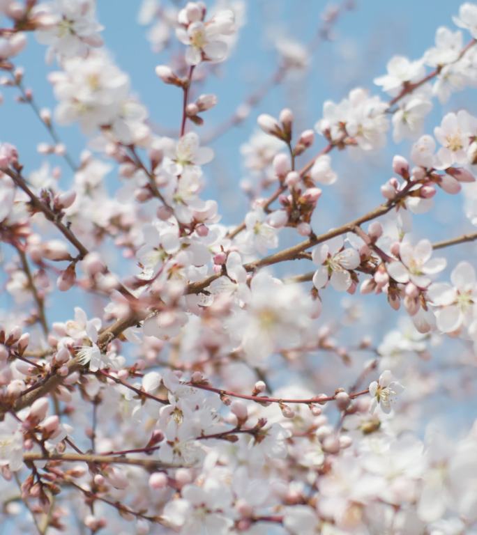 春天盛开山桃花梅花樱花蜜蜂采蜜