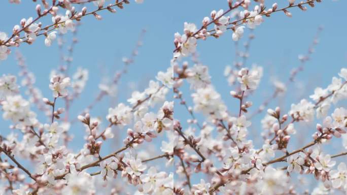 春天盛开山桃花梅花樱花蜜蜂采蜜