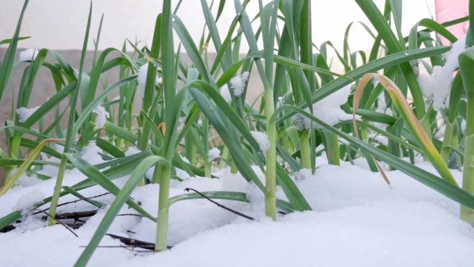 雪地里面的大蒜