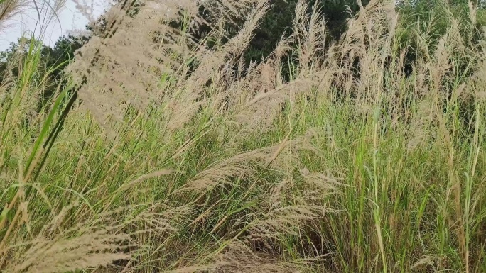 风吹芦苇荡荡郊外野草丛生宁静的夏天乡村