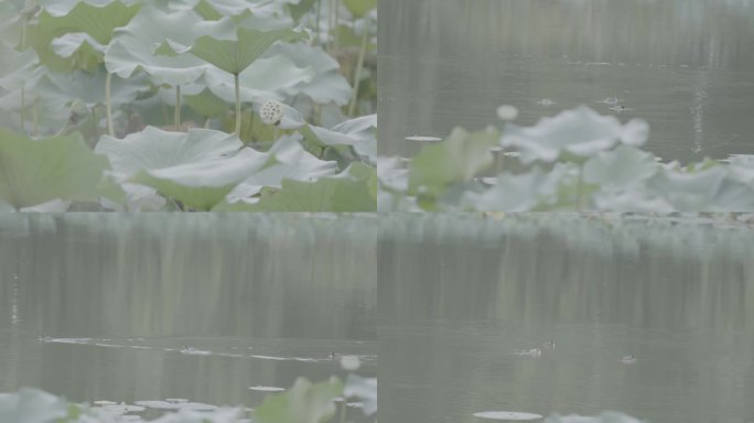 公园 池塘 荷叶 小鸭子戏水 穿越柳树林
