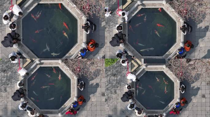 西安地标广仁寺寺庙红墙拱门山桃花春天航拍