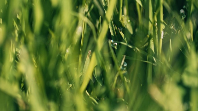 草地上的水滴水珠静谧自然美景