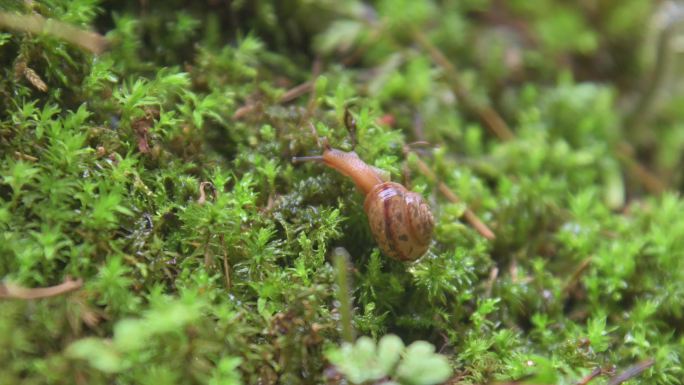 蜗牛 生态 动物 野生动物 鼻涕虫