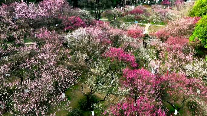 桃园桃花古林公园满山鲜花春意盎然航拍