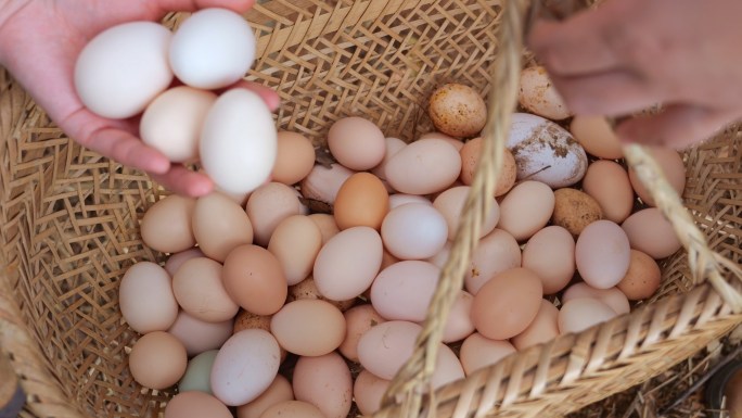 鸡蛋 捡鸡蛋 土鸡蛋 农家鸡蛋