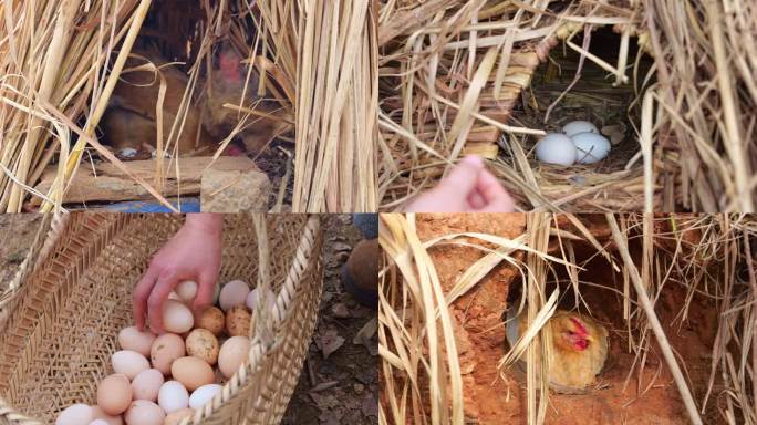 鸡蛋 捡鸡蛋 土鸡蛋 农家鸡蛋