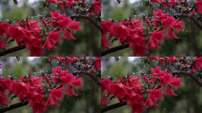 映山红雨露唯美空镜头