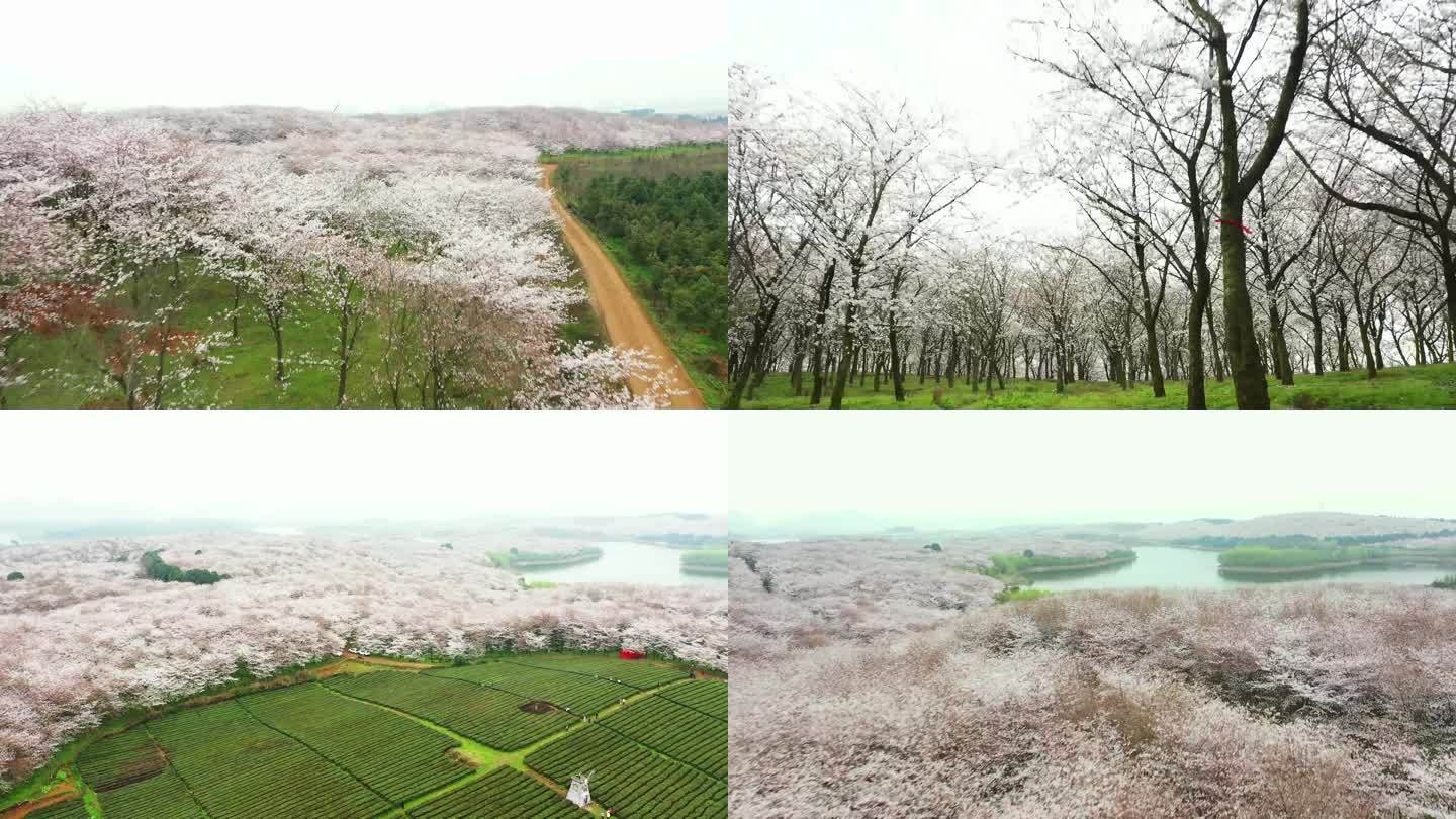 贵安平坝樱花园