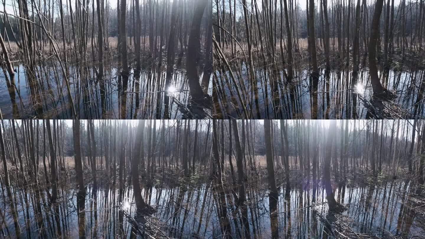 森林里春天的洪水