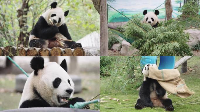 【4k】100帧熊猫上海野生动物园芊金