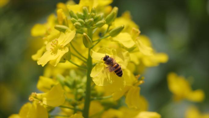 小蜜蜂在春天的油菜花田采蜜