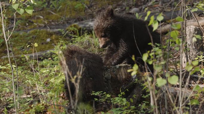 小灰熊在树林里玩树桩