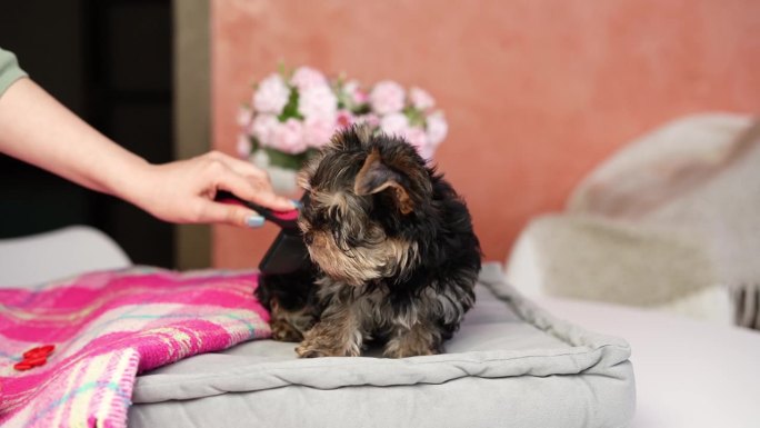约克夏小猎犬坐在灰色枕头上。毛茸茸的，可爱的狗，头上戴着蝴蝶结。可爱的家养宠物
