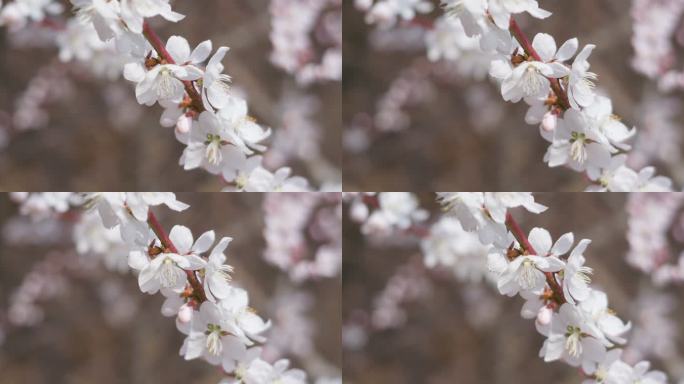 春天盛开山桃花梅花樱花蜜蜂采蜜