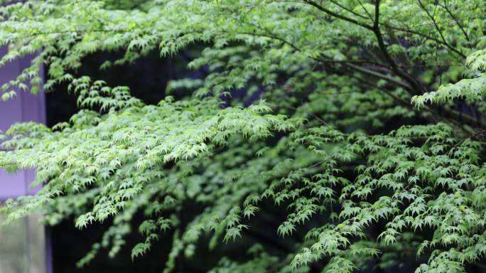 （慢镜）春风吹动嫩绿的枫树枫叶下雨天