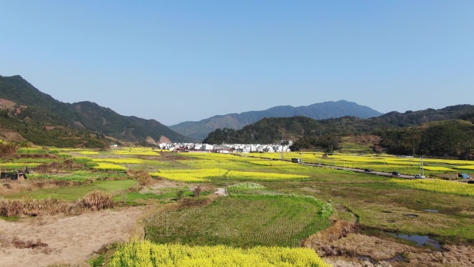 最美乡村婺源油菜花自然春天发芽徽派建筑