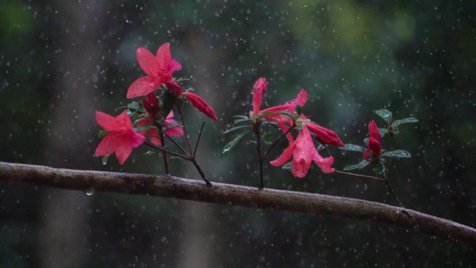 映山红雨露唯美空镜头