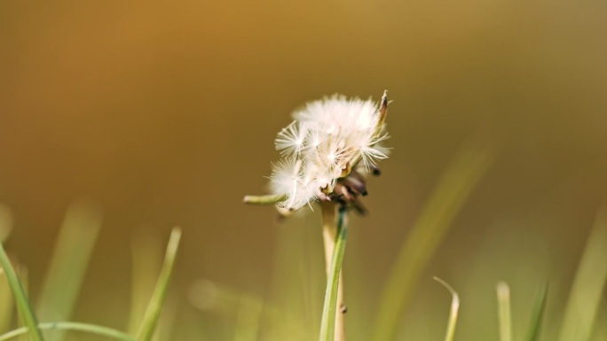蒲公英生长繁殖花粉传播生长周期