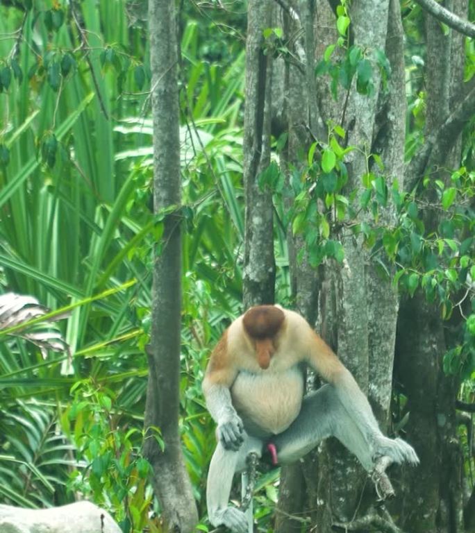 婆罗洲的长鼻猴。马来西亚。
