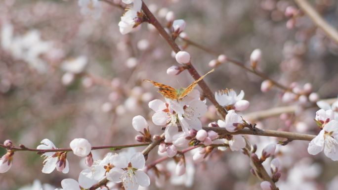 春天盛开山桃花梅花樱花蜜蜂采蜜