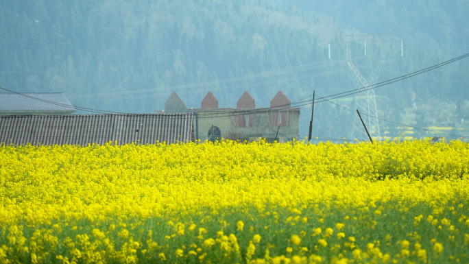 贵州美丽乡村唯美油菜花田