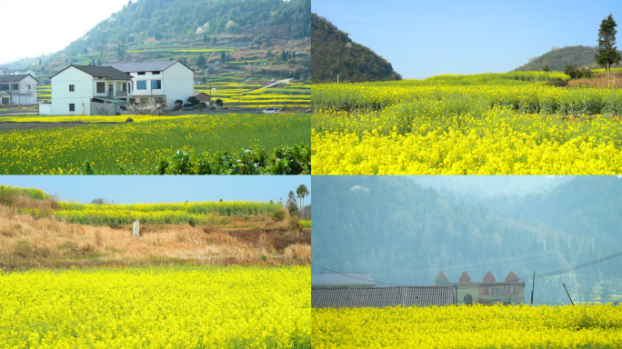 贵州美丽乡村唯美油菜花田