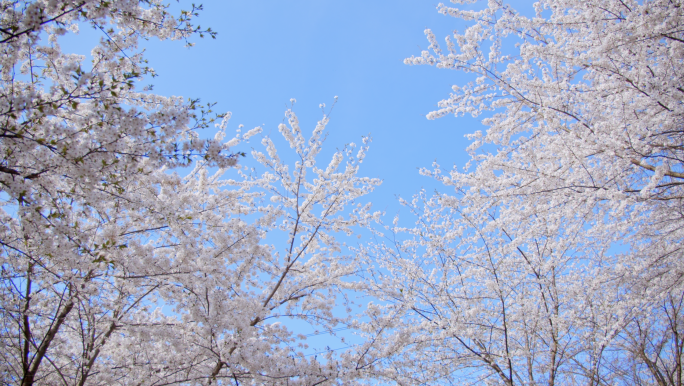 樱花花海 蓝天樱花 樱花节4K