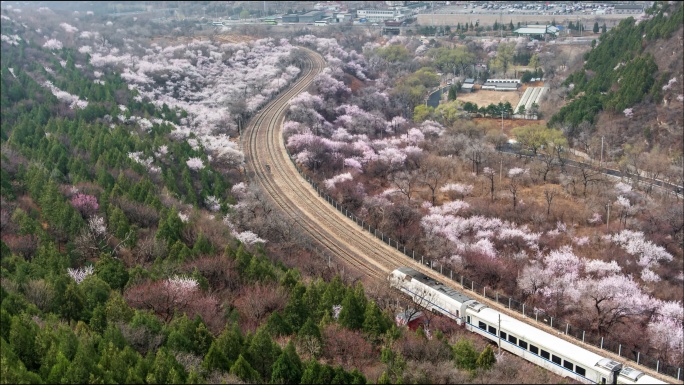 居庸关长城春天桃杏花海S2列车延时