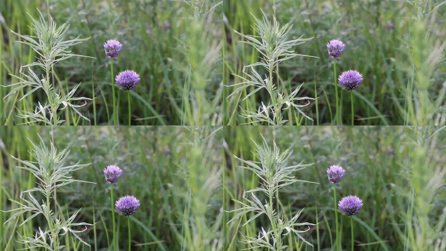 大兴安岭野生植物野韭菜花