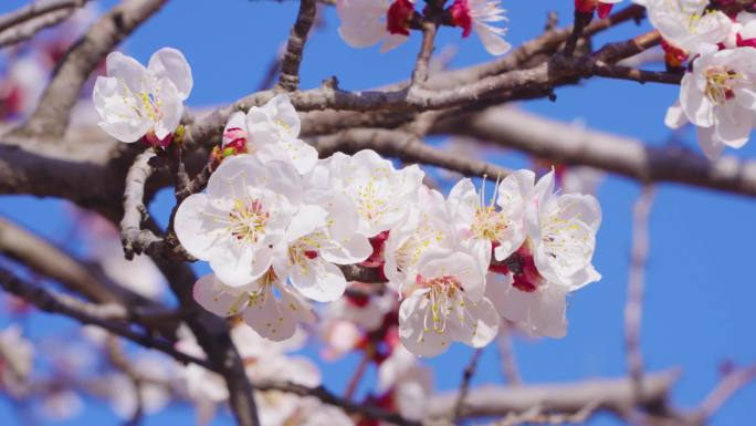 杏花盛开春暖花开