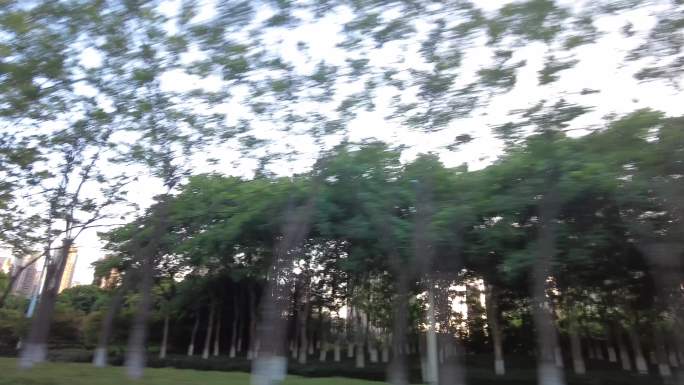 开车窗外飞速后退的树林